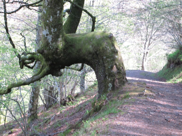 Travesia Brañavieja-Jaya Cruzá